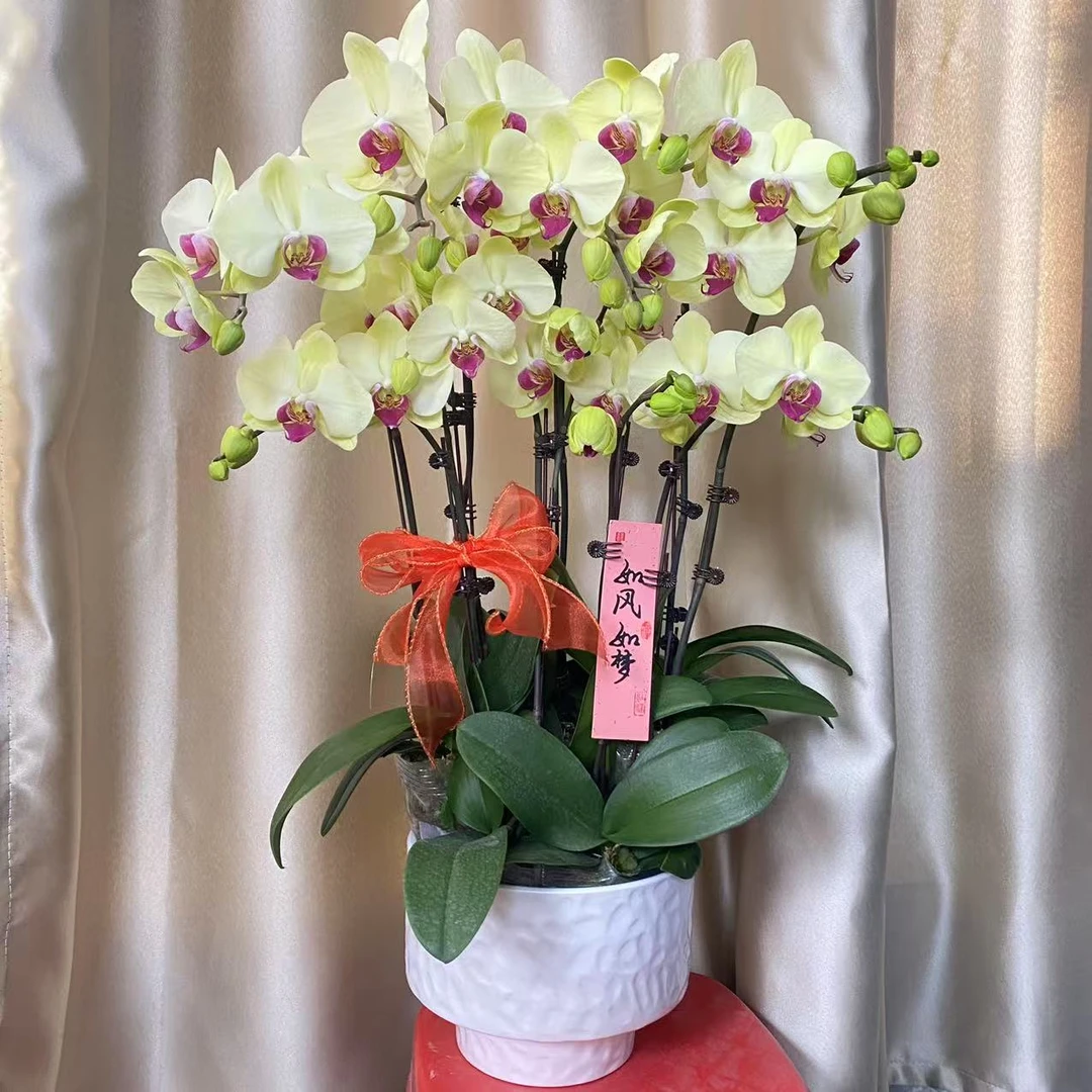 （半亩花坊）奇迹绿洲  欧洲进口蝴蝶兰 室内客厅卧室精品观赏花卉
