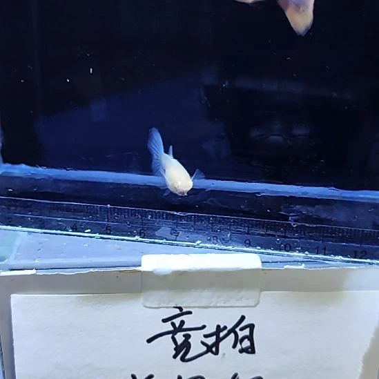 孔雀鱼10天使彩虹一对