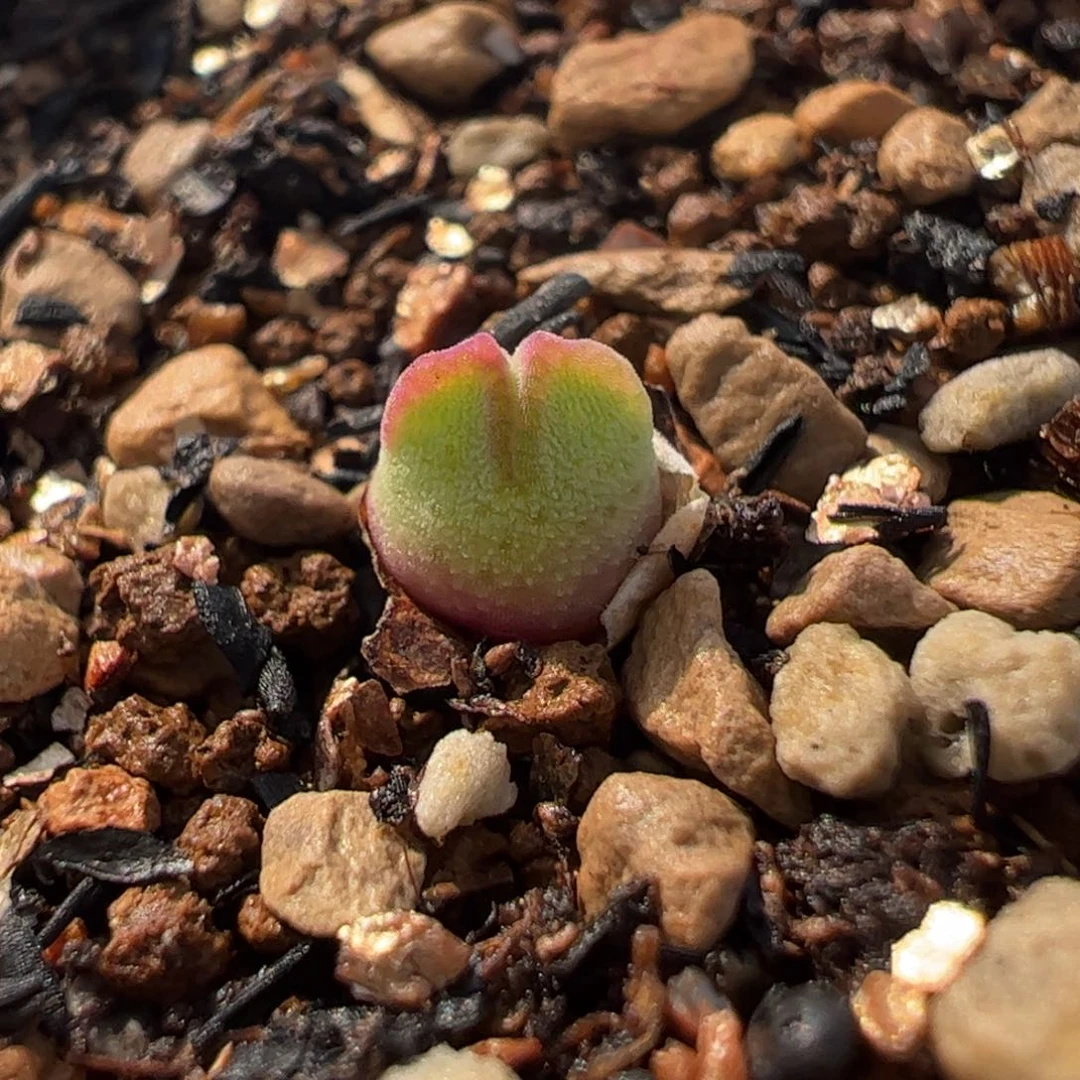 631多肉植物组合