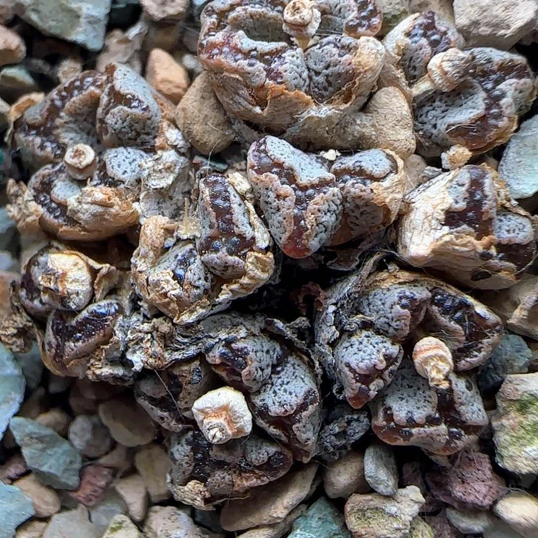 开播福利来啦39443