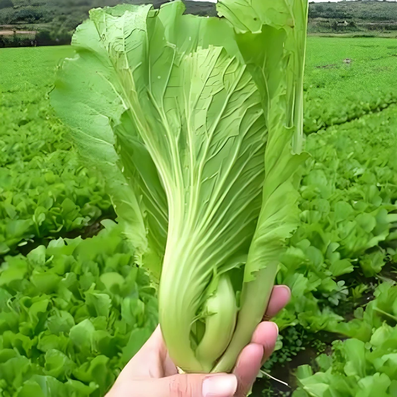 水东甜芥菜种子芥菜种子耐寒耐热阳台小院家庭蔬菜种子四季芥菜籽