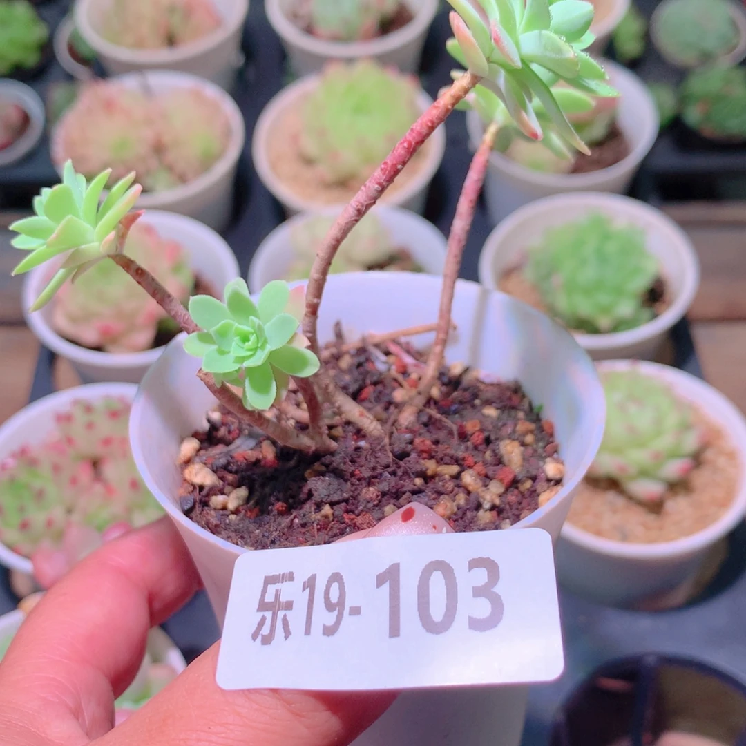 乐然19-103 薄化妆