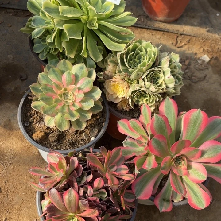 5颗多肉处理不包断头2138