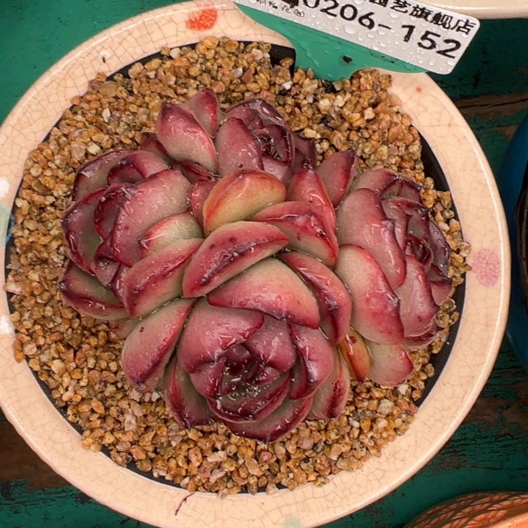 多肉一物一拍0206-152