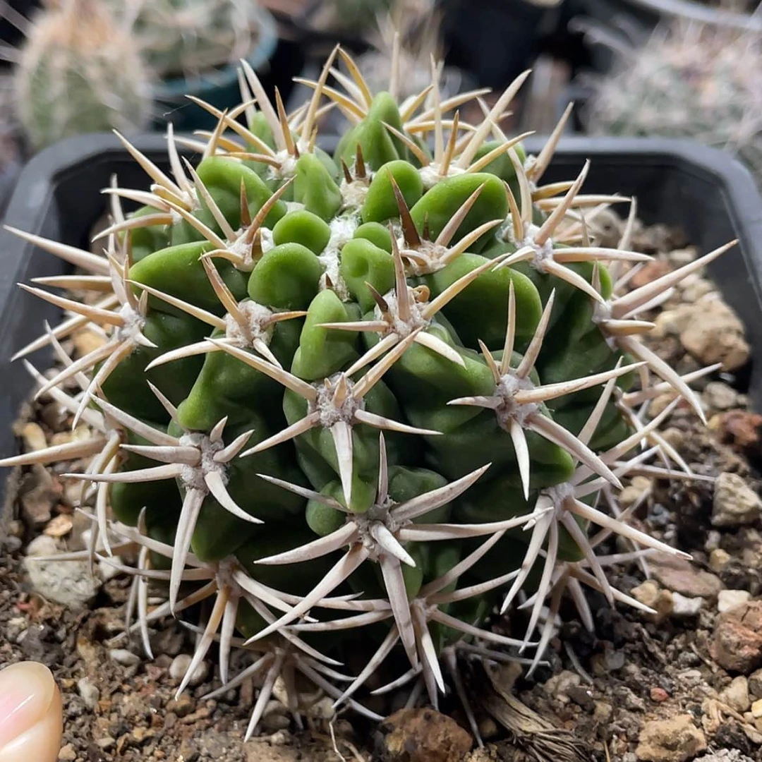 【闪购商品】碧岩玉有根666