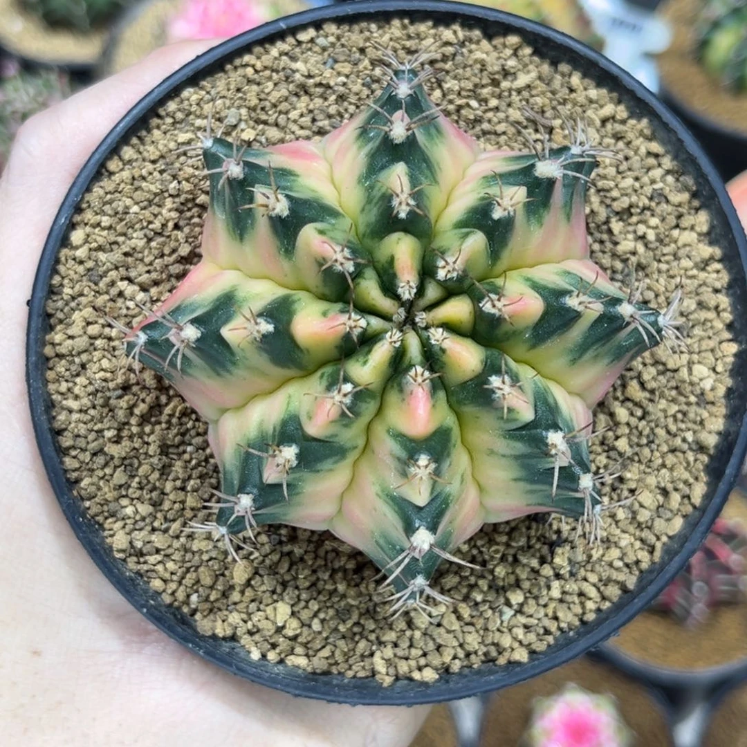 月球半径——————————-