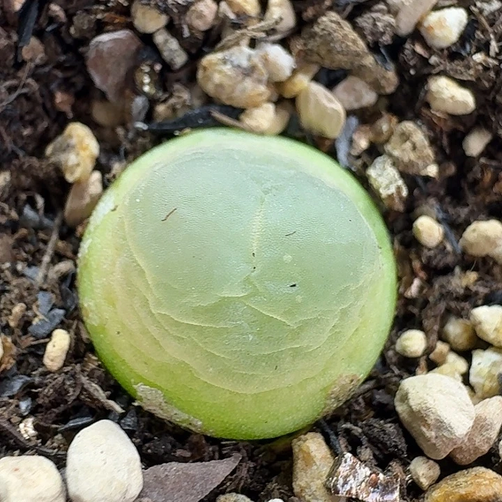 老马生石花1.5拉登1430