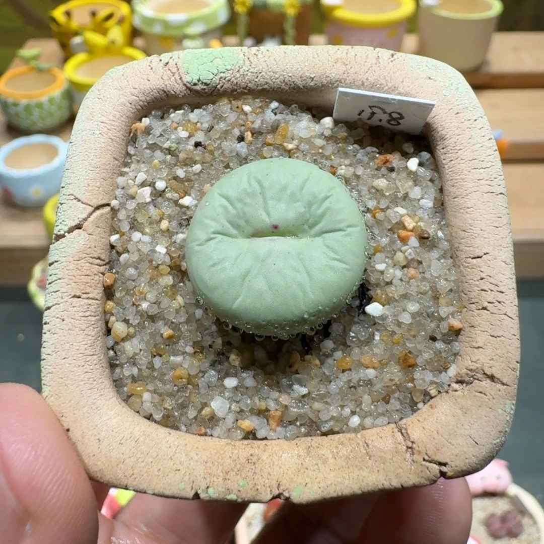 蘑菇1180红嘴多肉植物