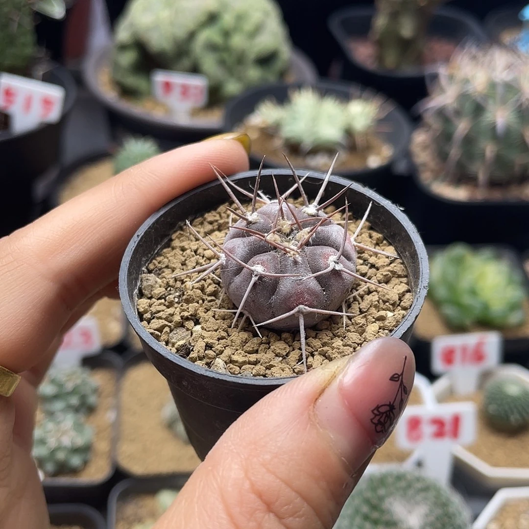 实生紫皮守金摩天龙仙人球