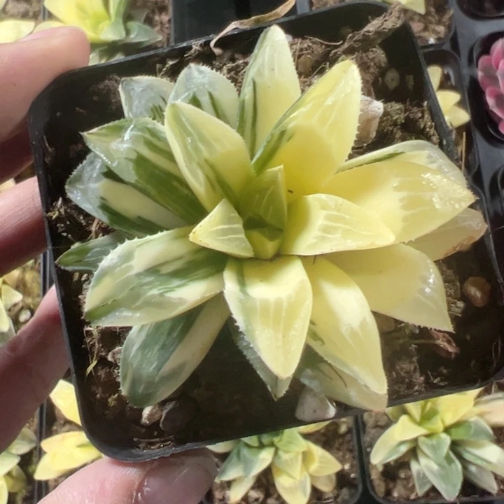 姬寿锦精品多肉植物