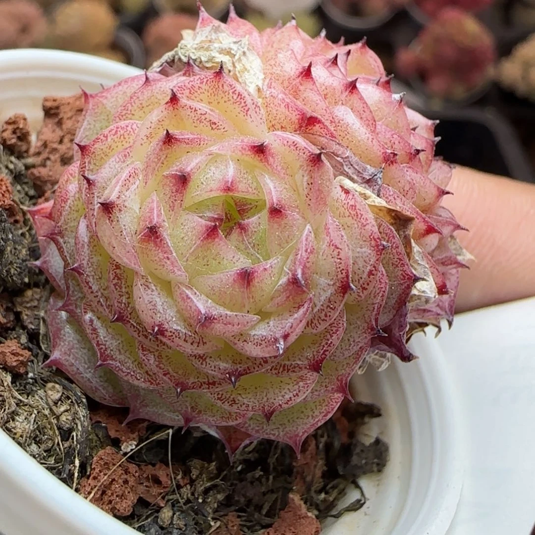 花语逸镜0313-341散