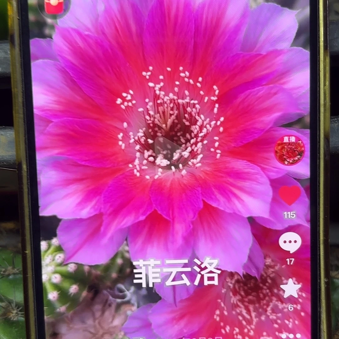 菲云洛丽花侧牙20包邮28