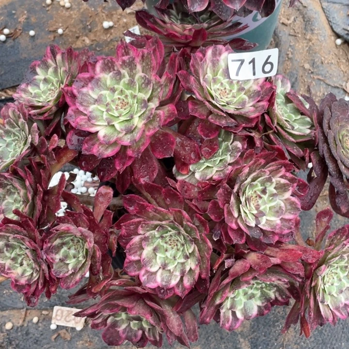 716多肉植物油彩画