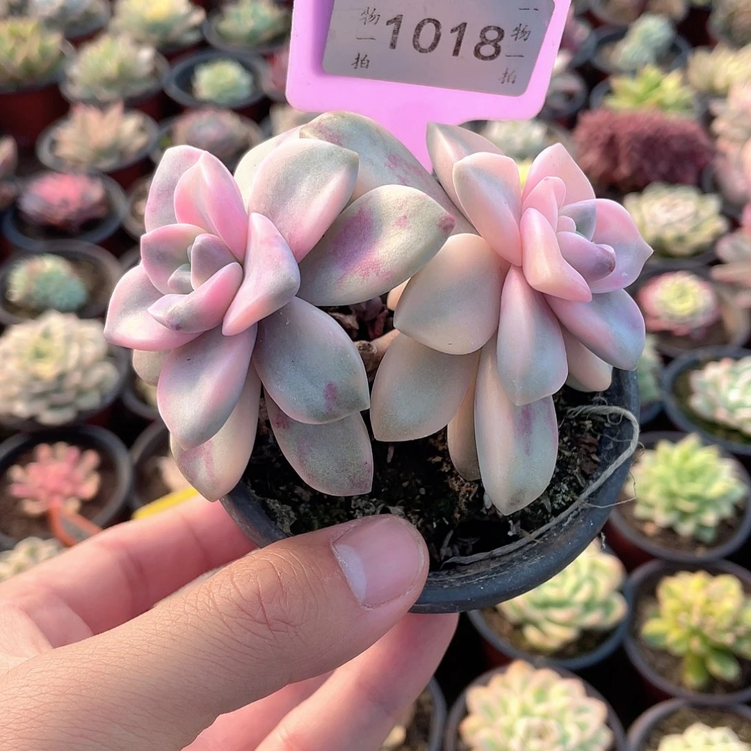 1018号多肉植物盆栽