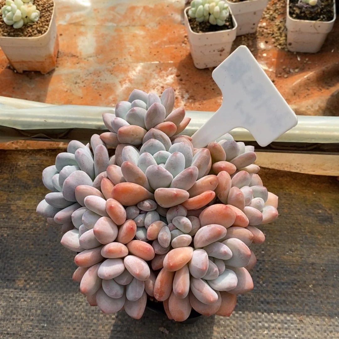 山*自然群香水老庄，123456789