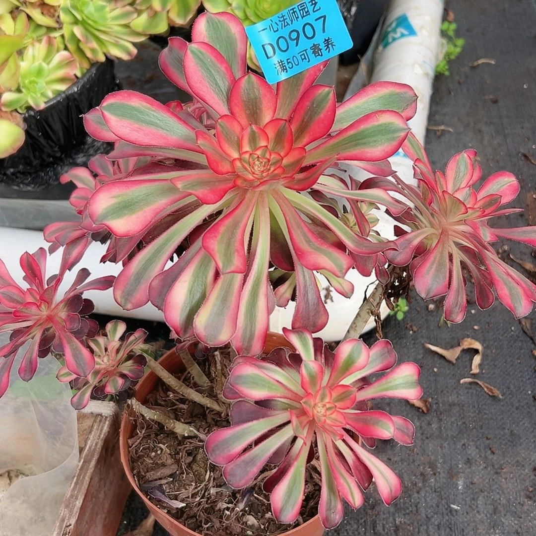 多肉植物多肉植物907