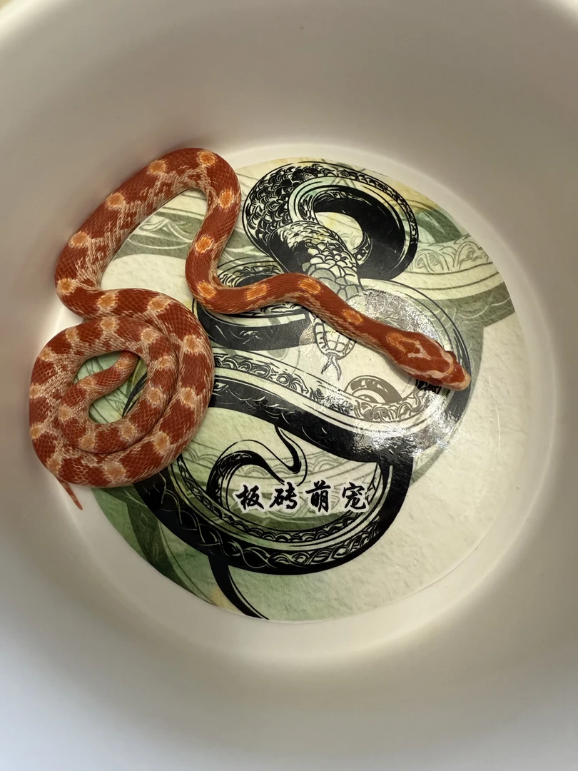 精品白化红玉米宠物蛇