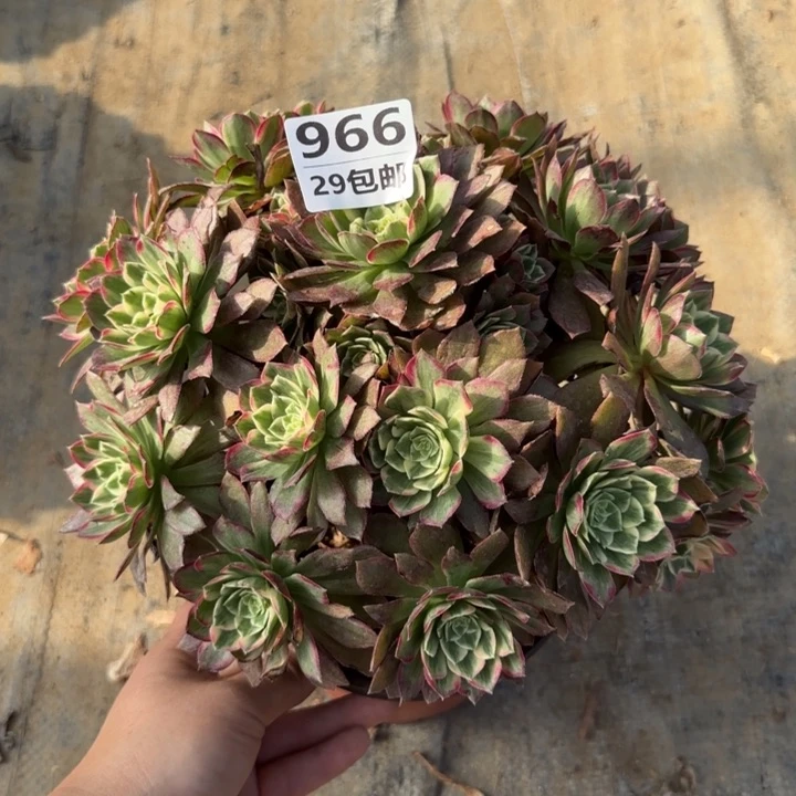 莲花……多肉植物……