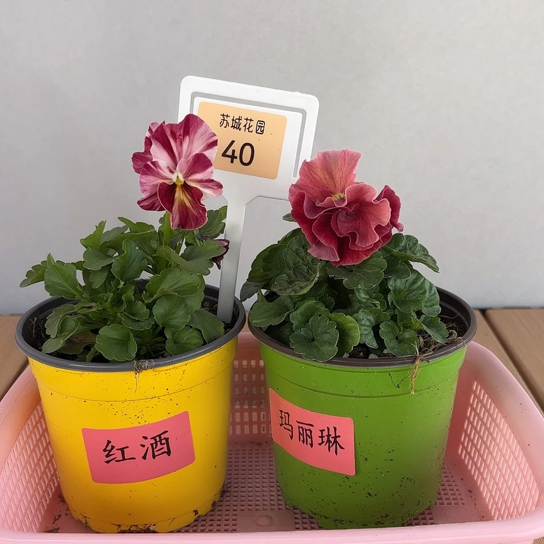 大部分开放少量花苞40