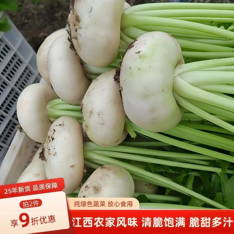 江西新鲜当地永丰土盘菜翠润下饭菜香甜小众扁萝卜新鲜蔬菜特产
