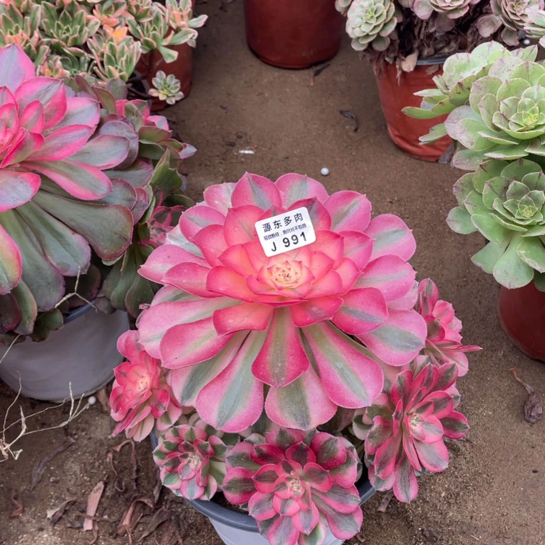 991倾城多肉法师断枝不包