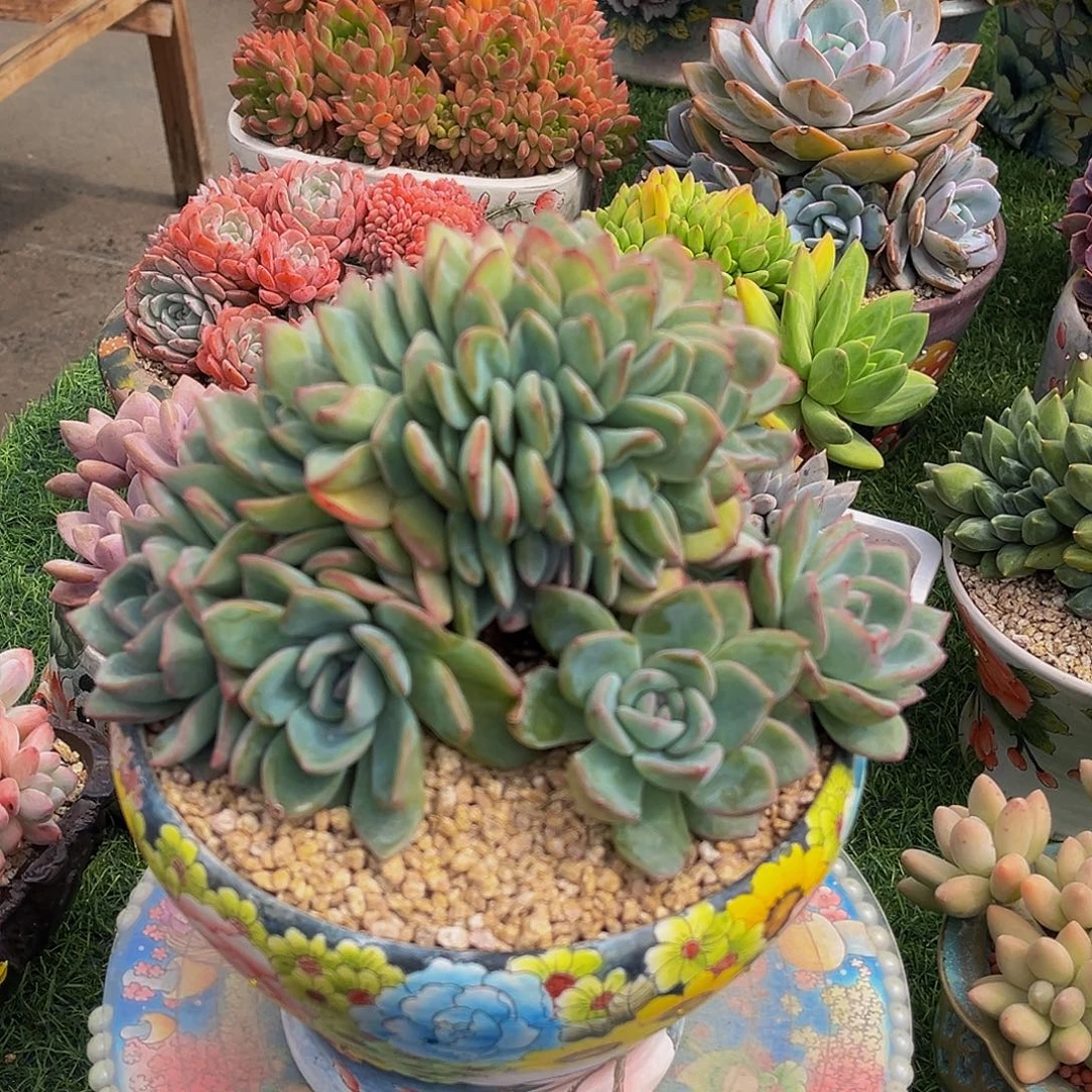 泡芙树缀一物一拍