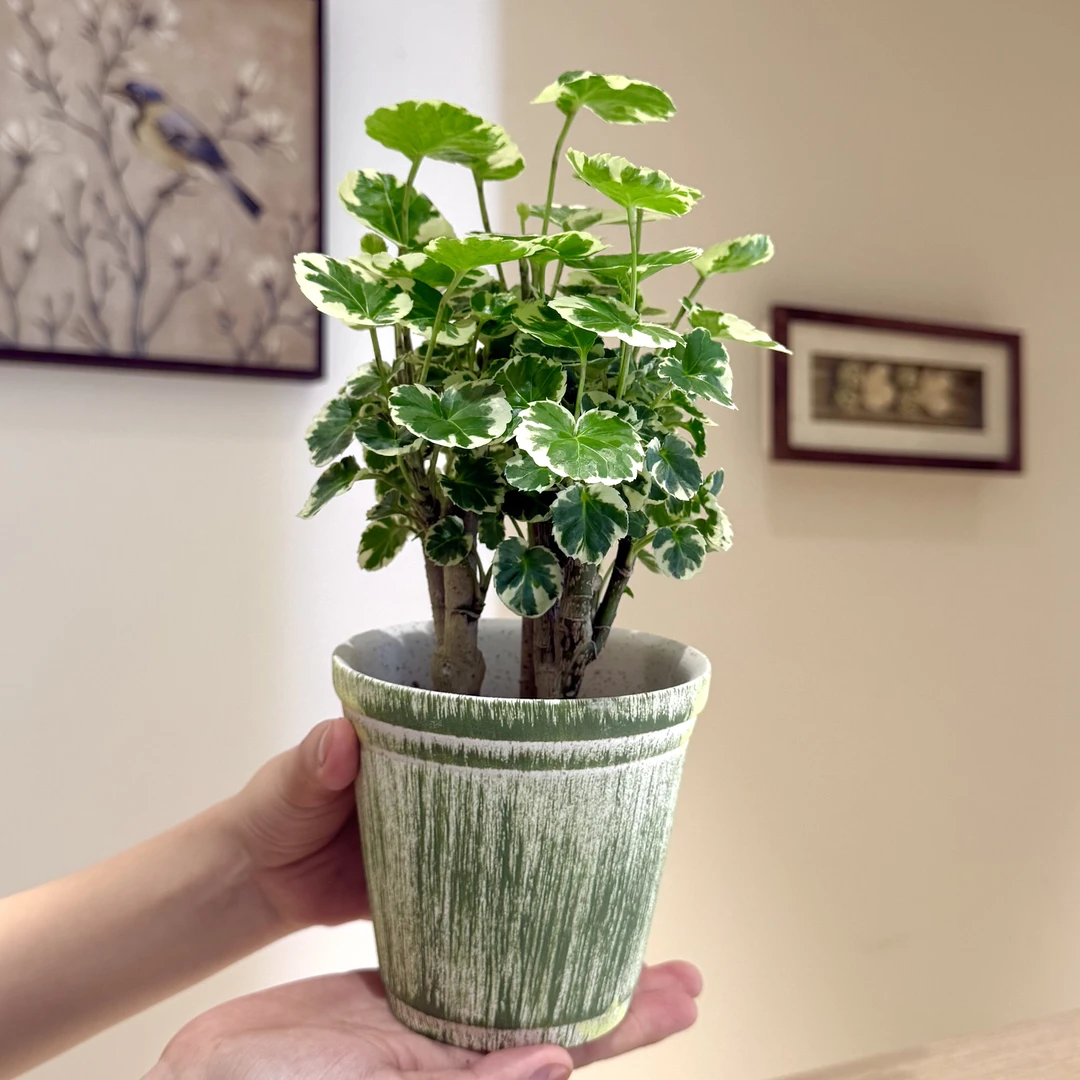 丛林花叶福禄桐盆栽盆景室内客厅办公室桌面观叶趣味花卉绿植好养