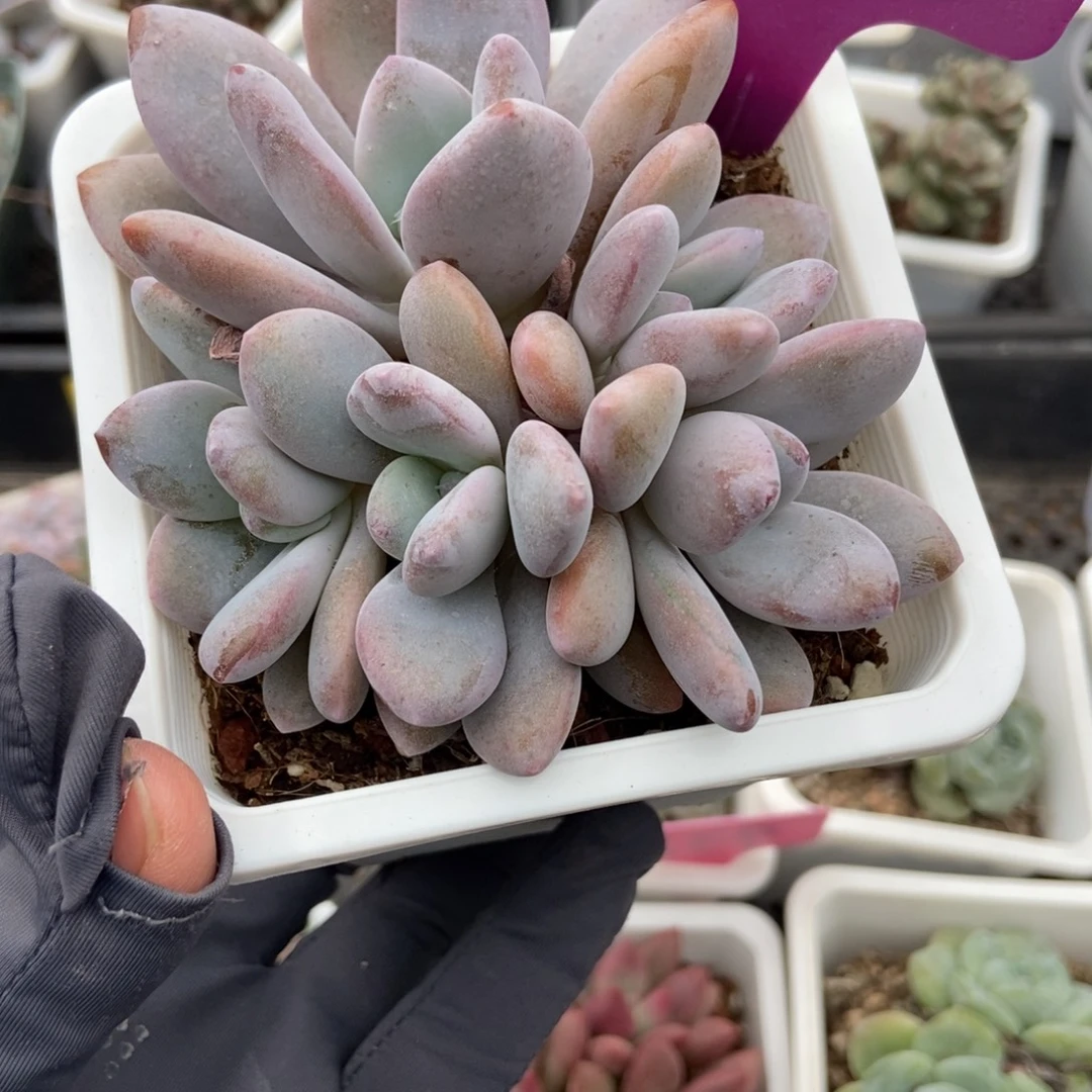 1978粉兔多肉植物