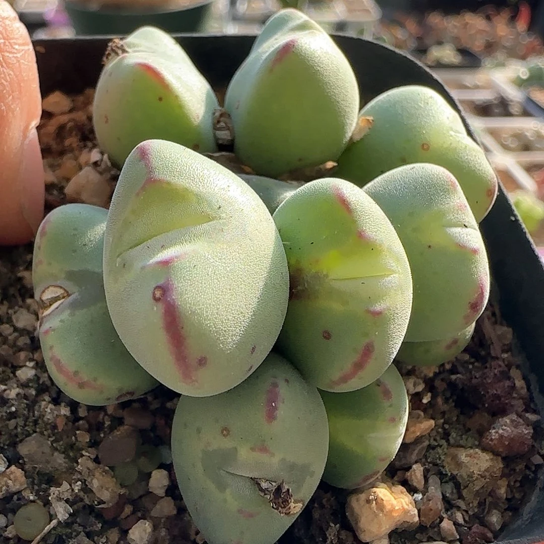 28包邮脱土发货26065