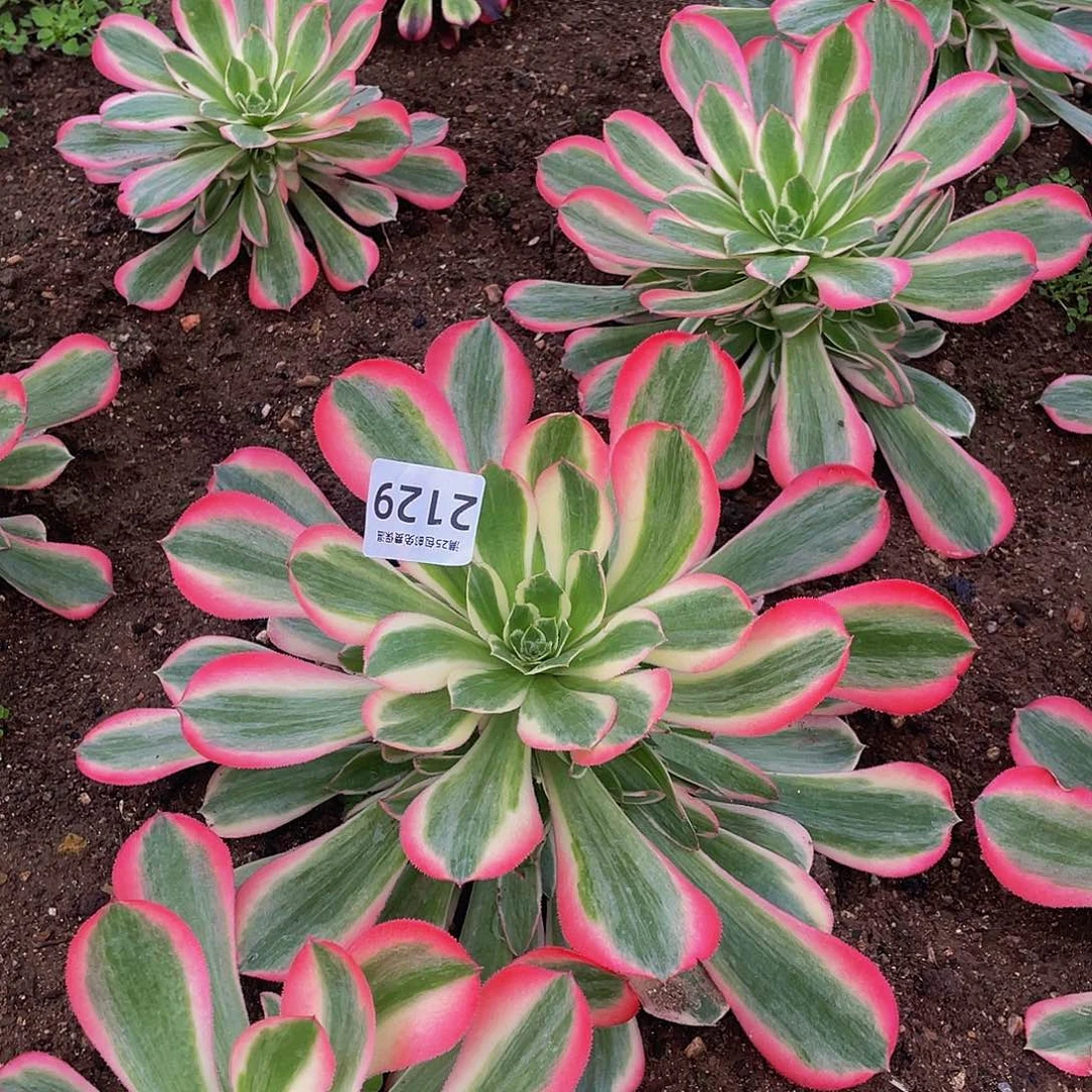 2129粉女郎多肉植物