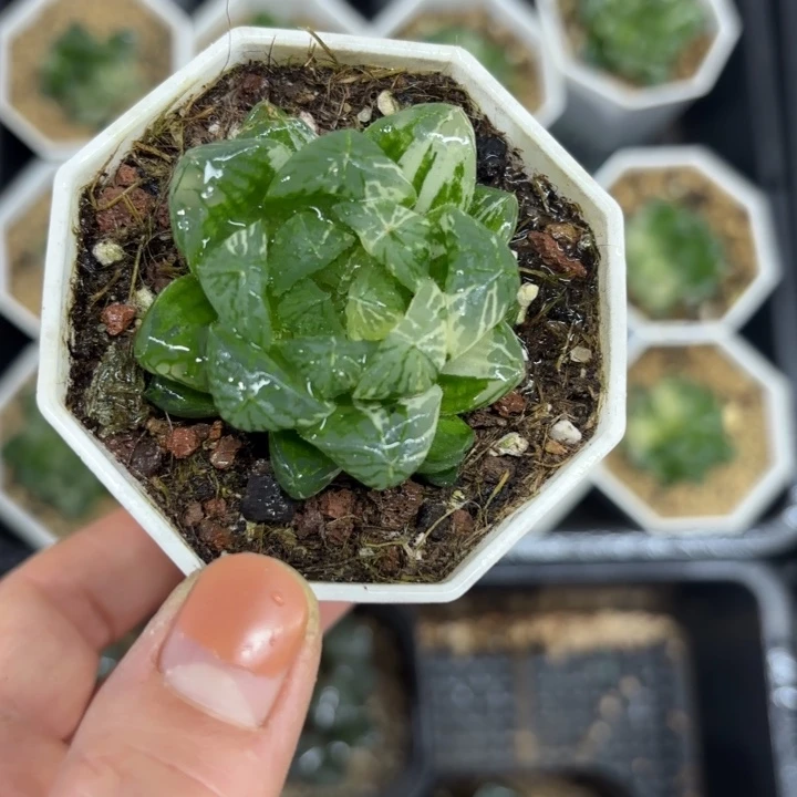 苏州玉露锦多肉植物