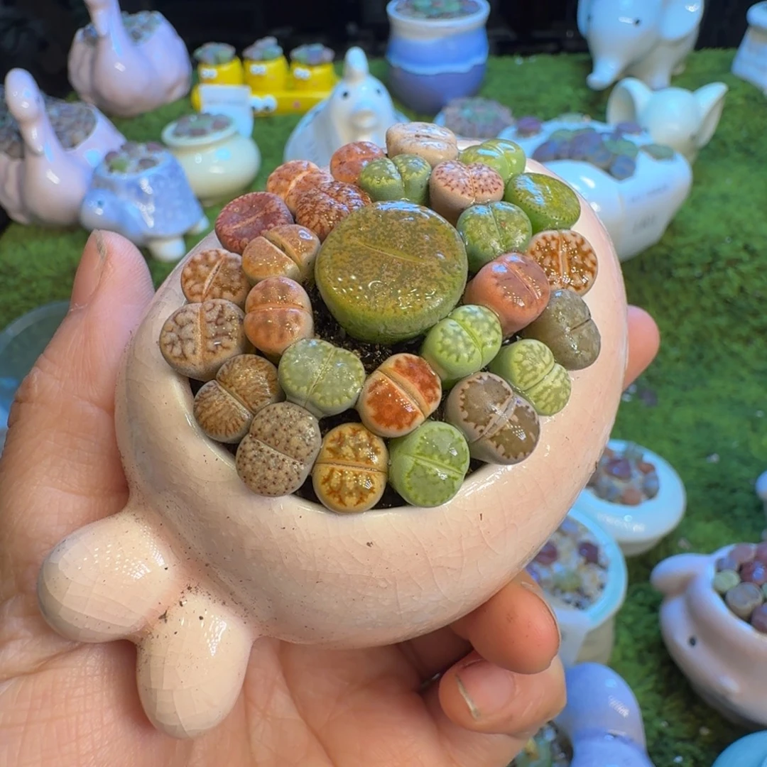 好***伴多肉植物福利冲1429