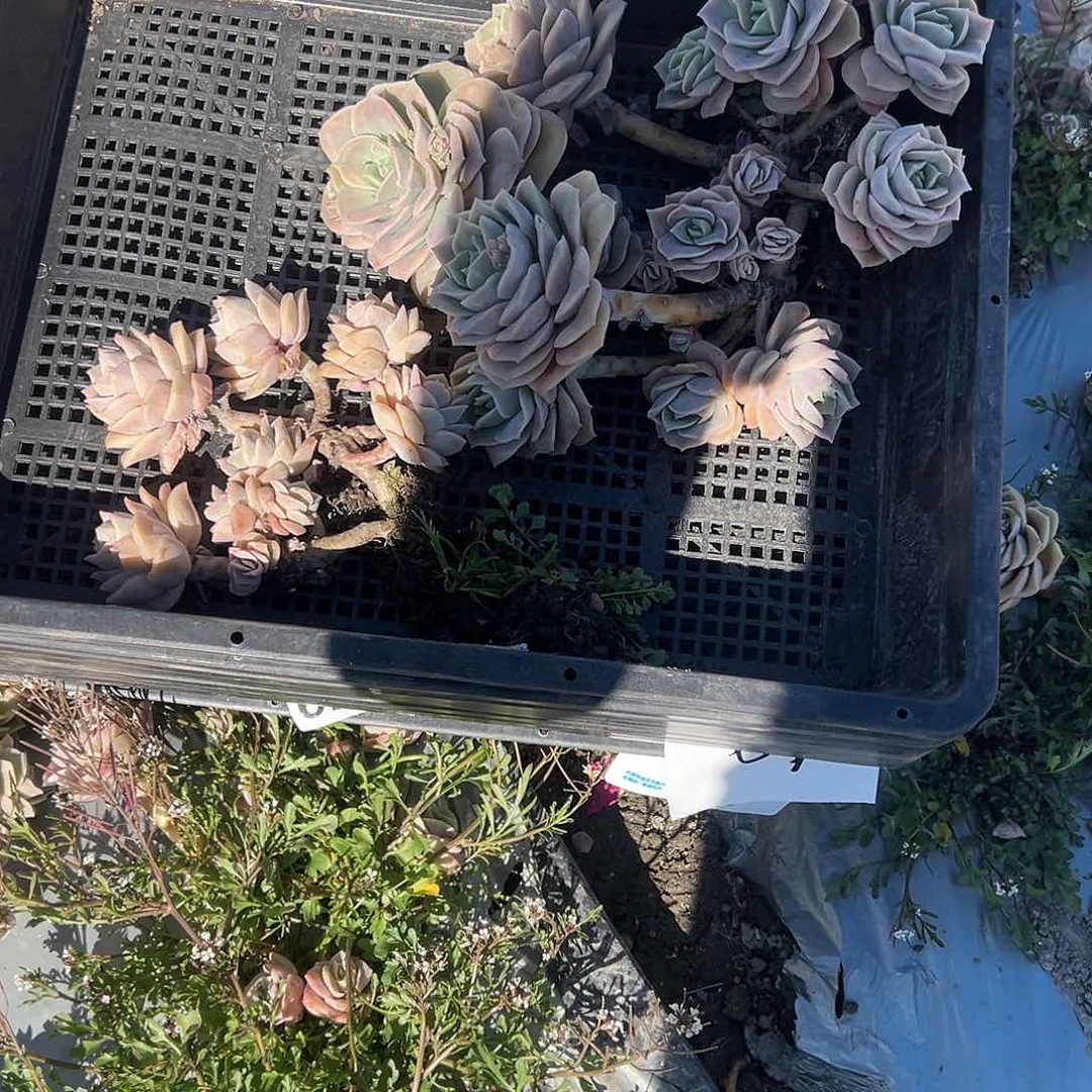 请***叻103不售后2颗