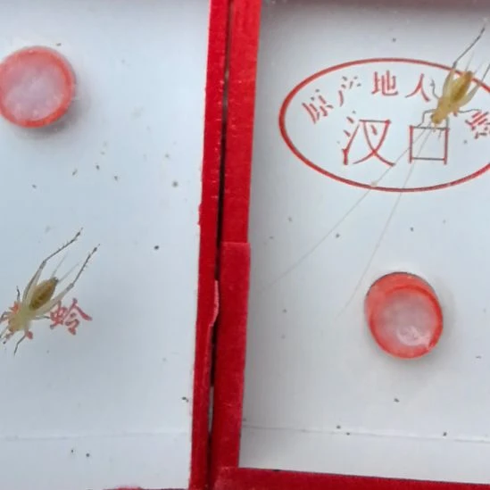 蟋蟀安徽大黄蛉呀长须二条