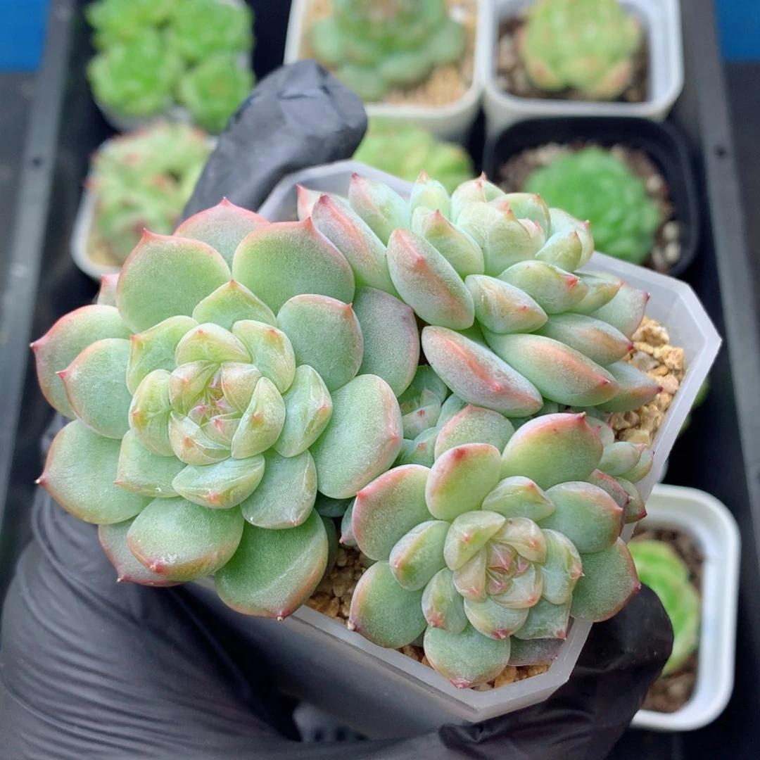 58包邮  群生不包整糖心群65