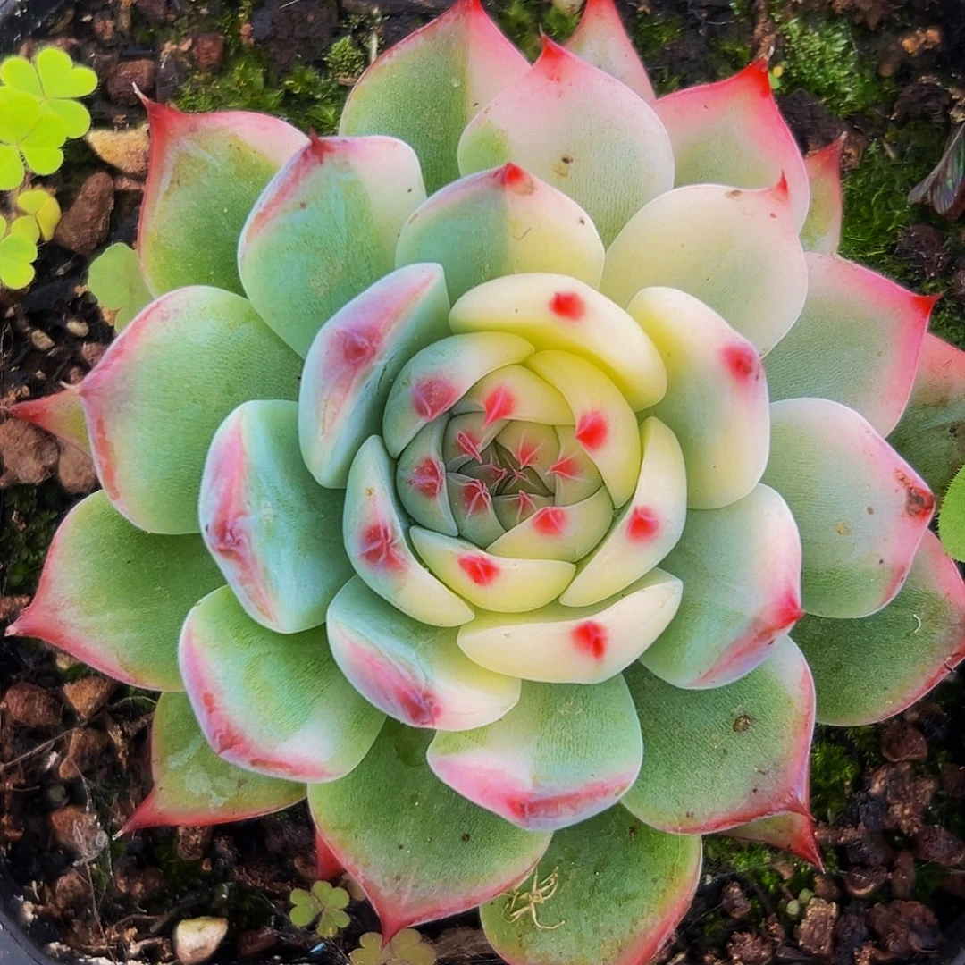 桔云多肉美人精品系列