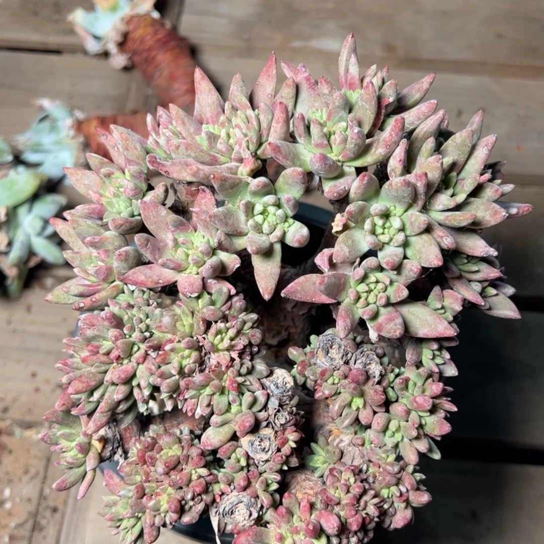 1422绿菊大群瑕疵哈哈哈哈哈哈哈