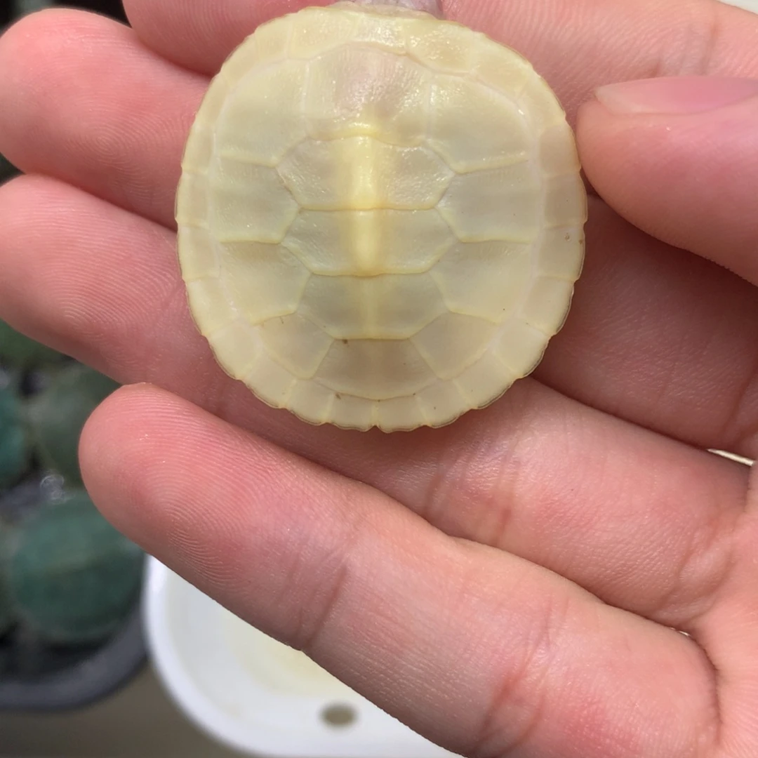 不分公母巴西彩龟