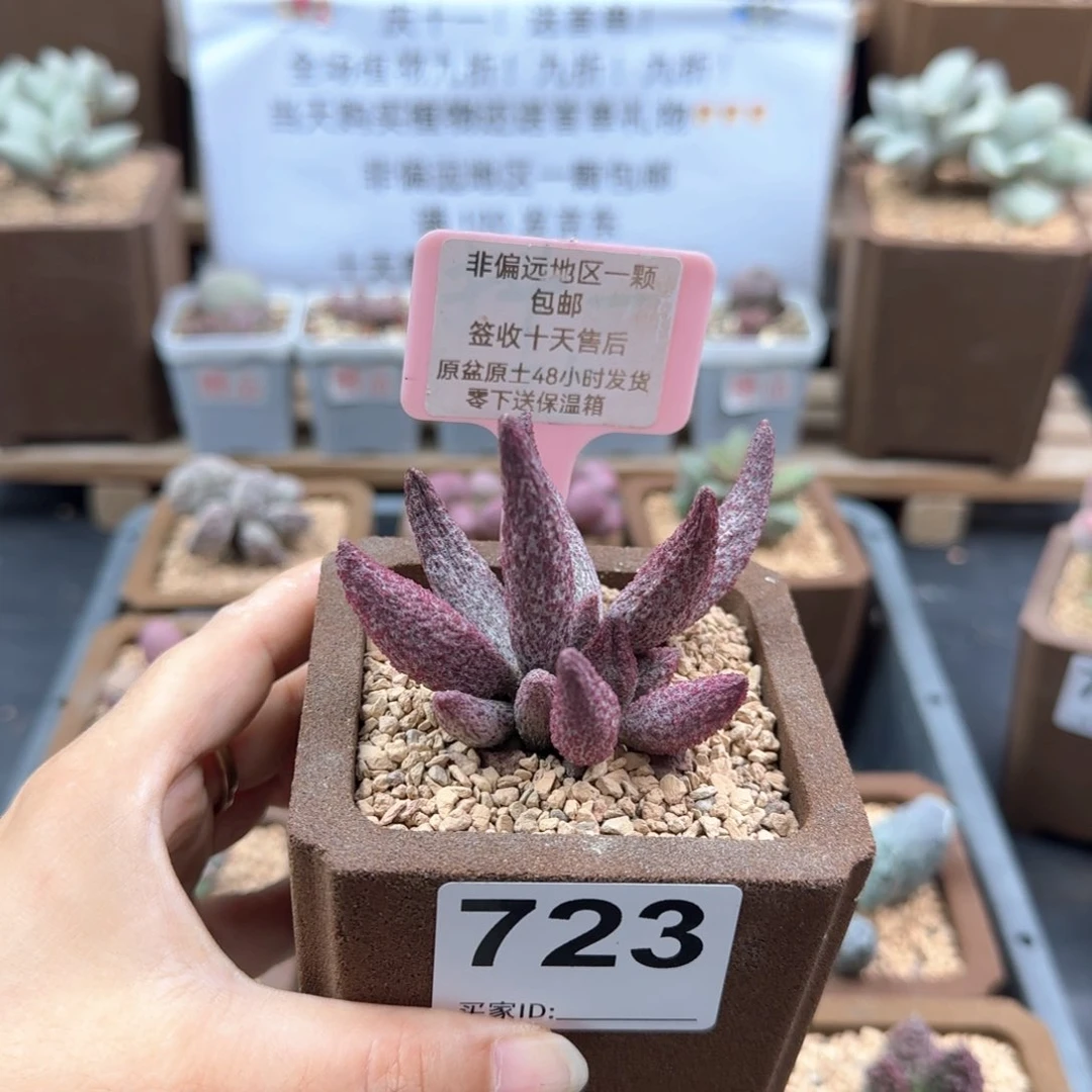 ?*羯723猪尾巴多肉植物
