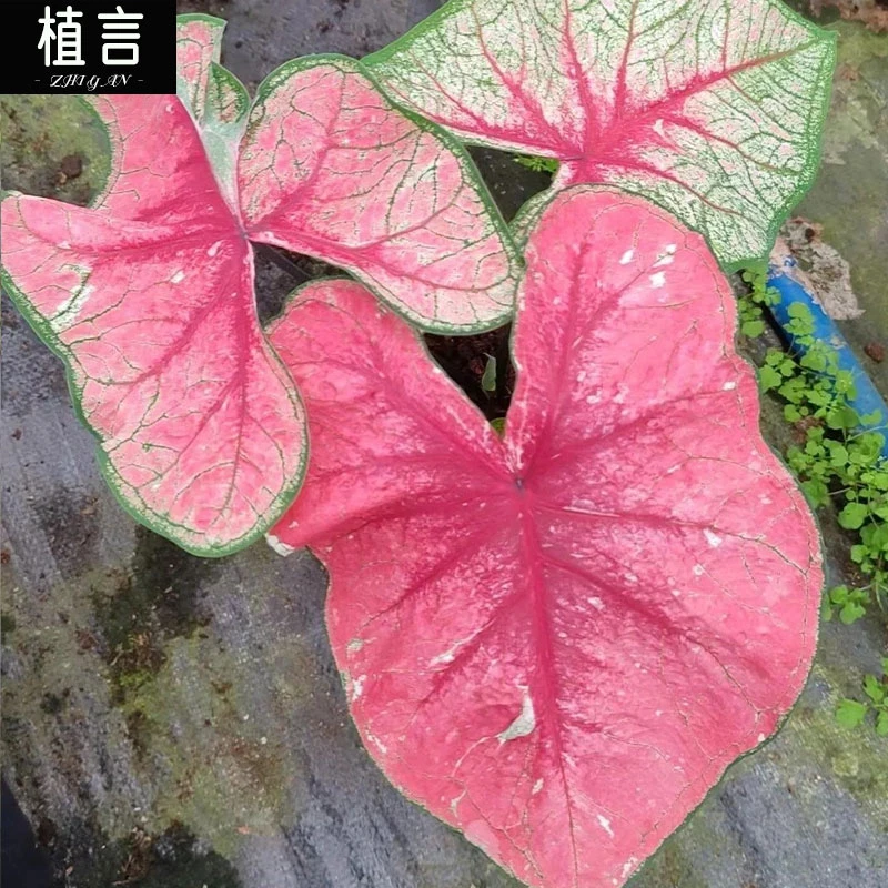 泰国光辉彩叶芋室内观叶绿植粉色系热带植物