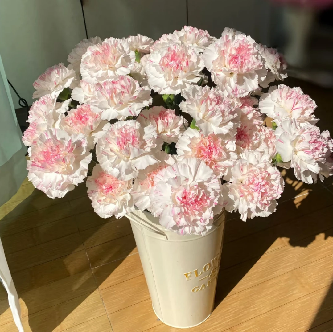 【沈阳付军鲜花】樱桃尤香单头康乃馨 新鲜下单快递发货