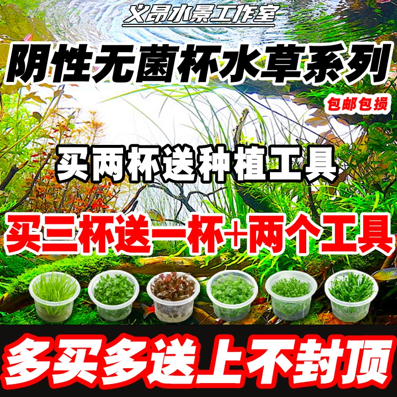 无菌杯水草阴性鱼缸造景古法鱼缸新手合集后景珍珠草净化增氧小米