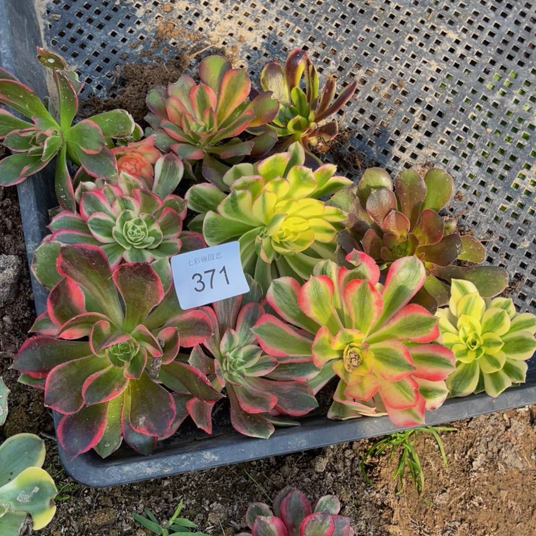 371法师锦多肉组合10颗7公分