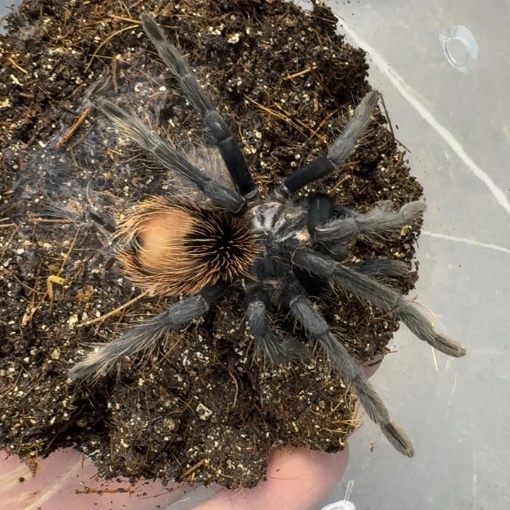 跳蛛蓝镭母12厘米左右