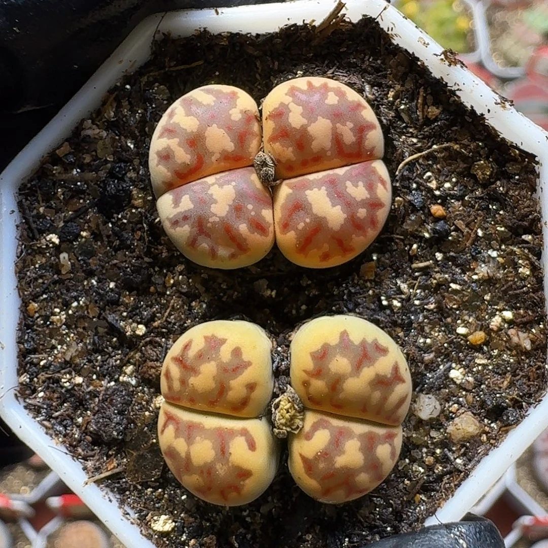 生石花111111。  152