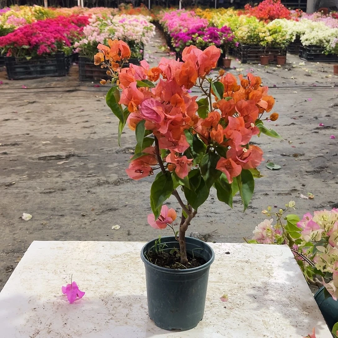 大部分花苞少量开放波妹掌中宝一颗