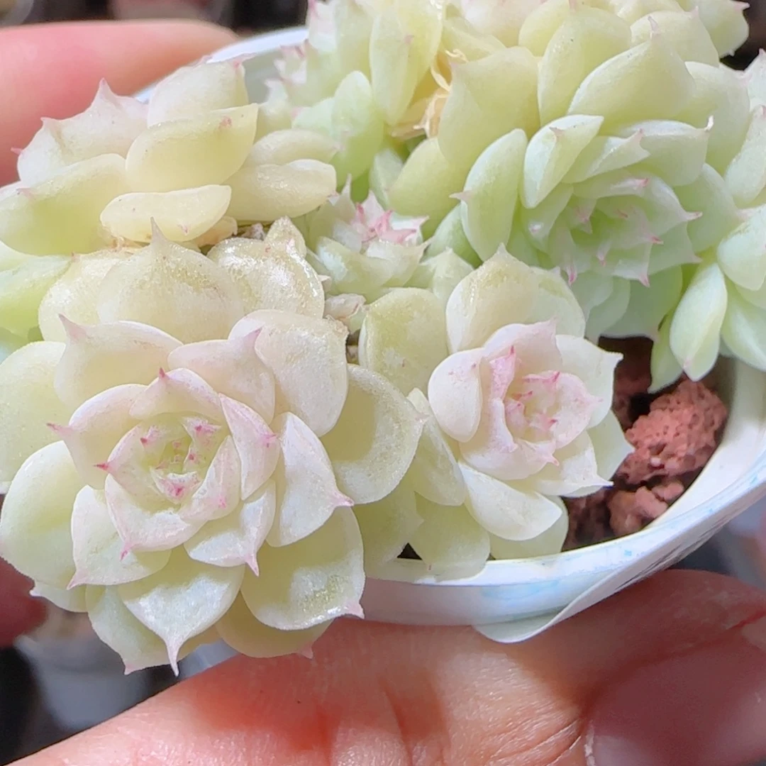 花语多肉1216-43散