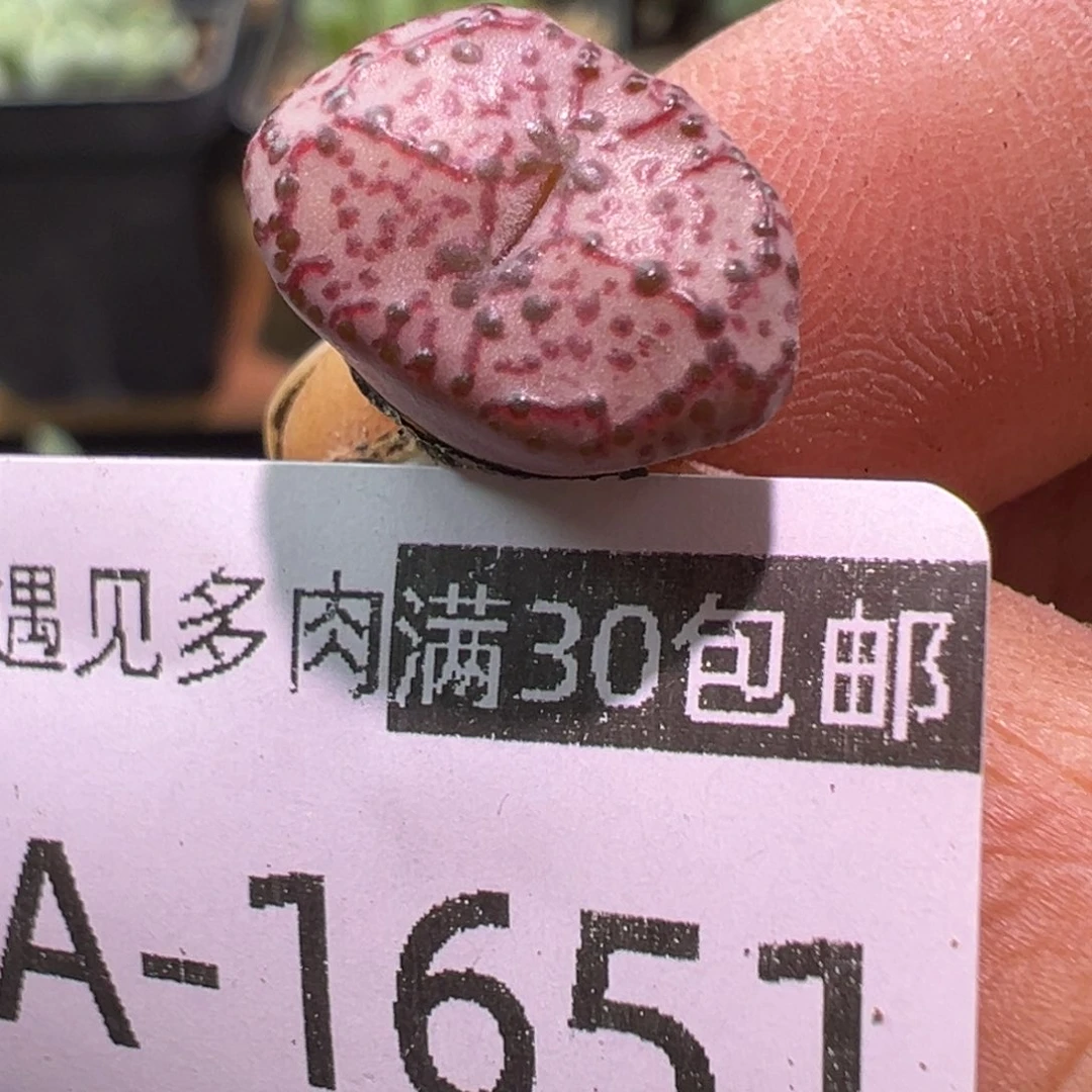 多肉植物11111111111111