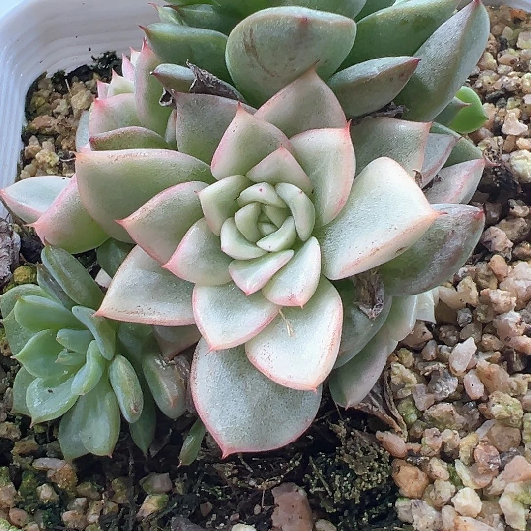 绿爪锦 小方花圃一单包邮非偏远