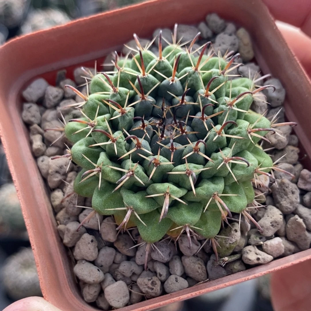 664控养金刚石植播园艺